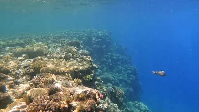 Kleurrijk en natuurlijk koraalrif met tropische vissen in de Rode Zee bij Dahab, Egypte