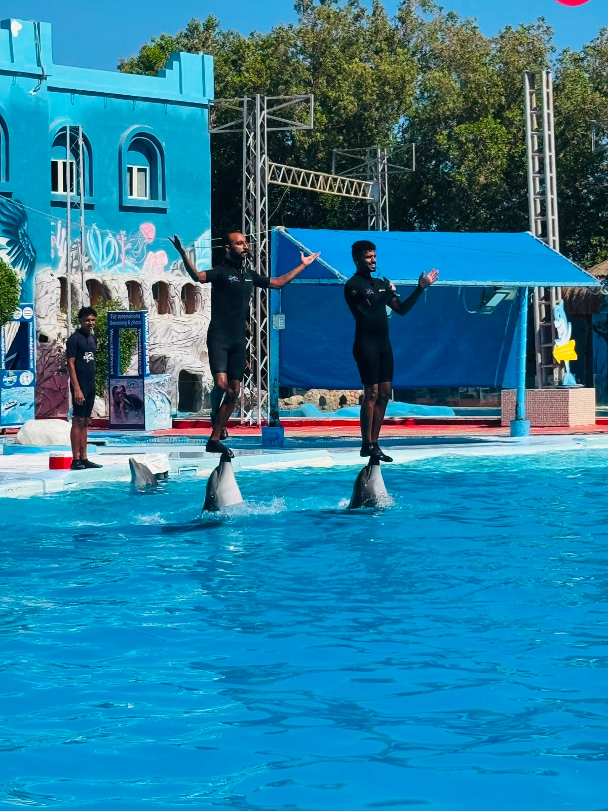 Spectacular Dolphin Show performance in Sharm El Sheikh