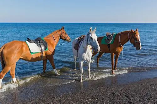 Horse Riding by the Sea